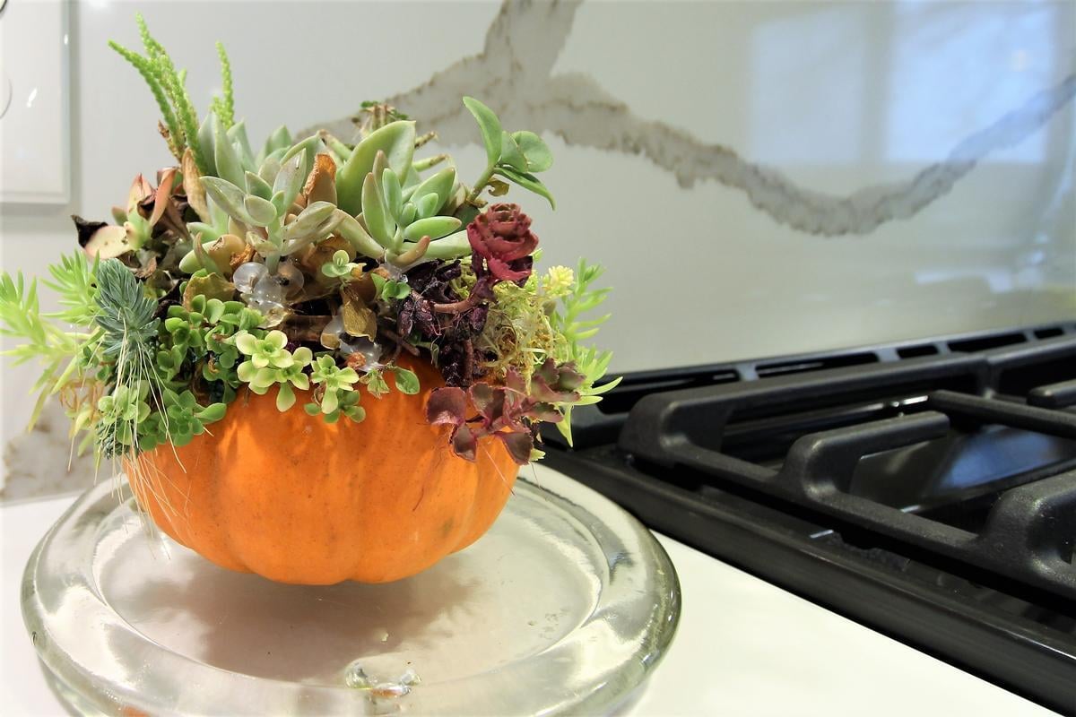 Succulent arrangement in a pumpkin planter decorates the kitchen of a Marathon custom home by Ross Construction.